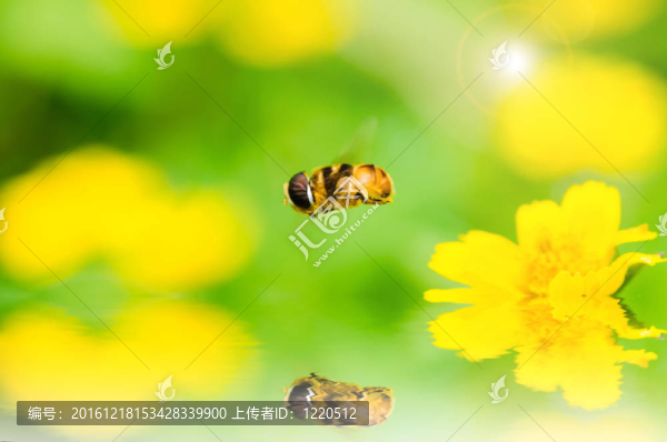 水果文件或花卉文件在綠色的宏觀性質