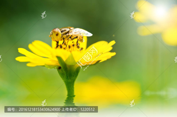 水果文件或綠色環(huán)?；ɑ軝n案