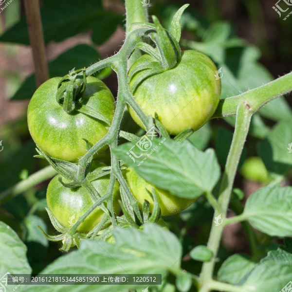 成熟的西紅柿特寫（Solanum,lycopersicum）對溫室番茄藤
