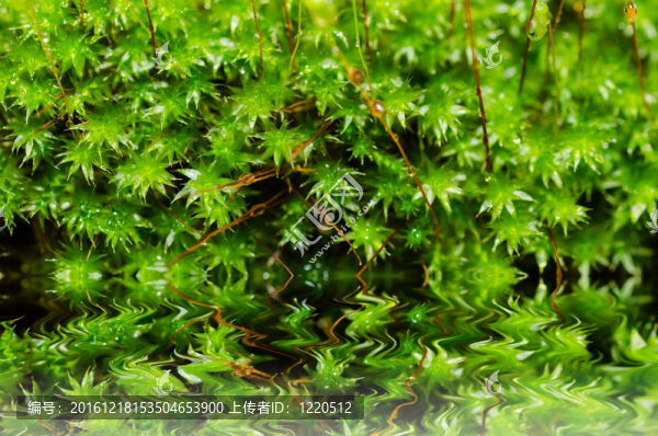 綠色大自然中的清新苔蘚