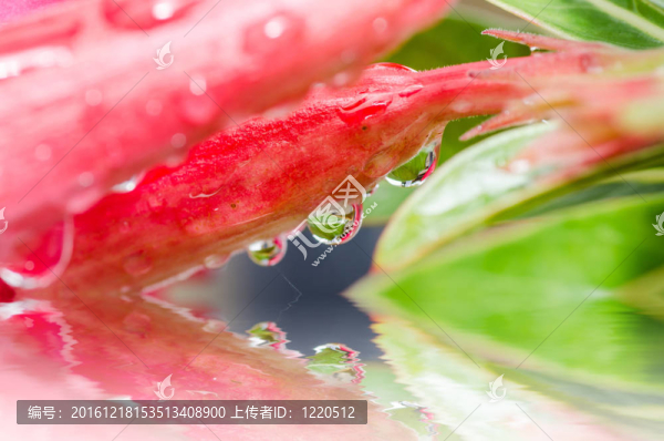 綠色淡水