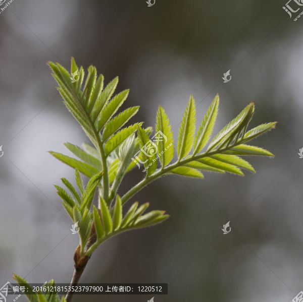 Rowan分自然背景
