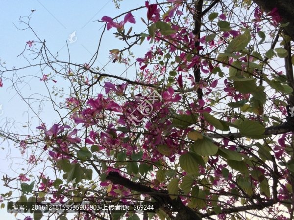 紫荊花