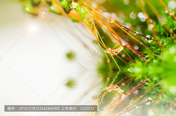 清新苔蘚與綠色水滴