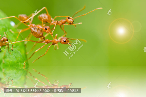綠色中的紅螞蟻