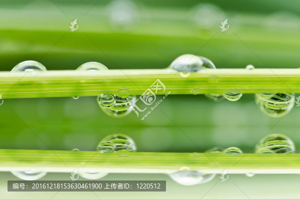 綠色淡水