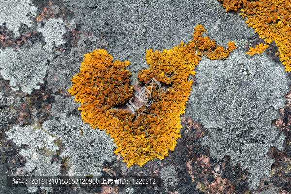 Xanthoria,parietina,lichen（常見的橙色地衣）在花崗巖的墻