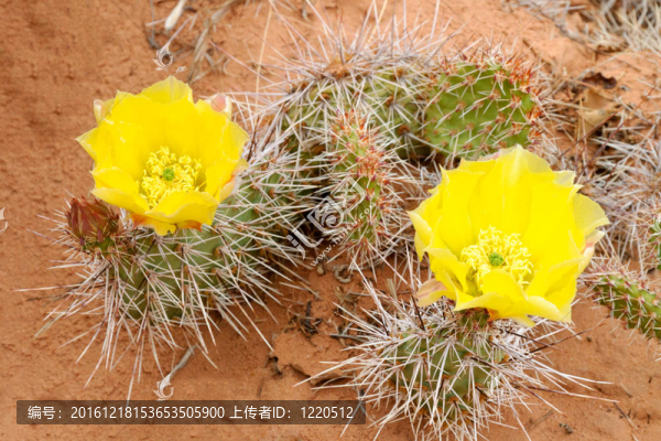 仙人掌（Opuntia,polyacantha）