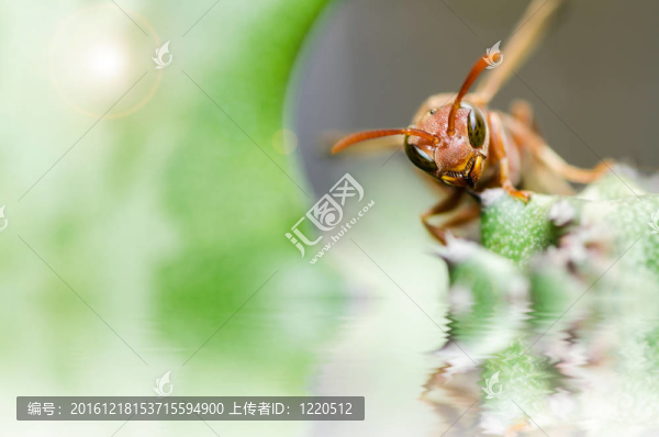 黃蜂和仙人掌的宏觀性質(zhì)在綠色或花園