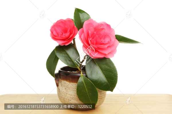 茶花碗