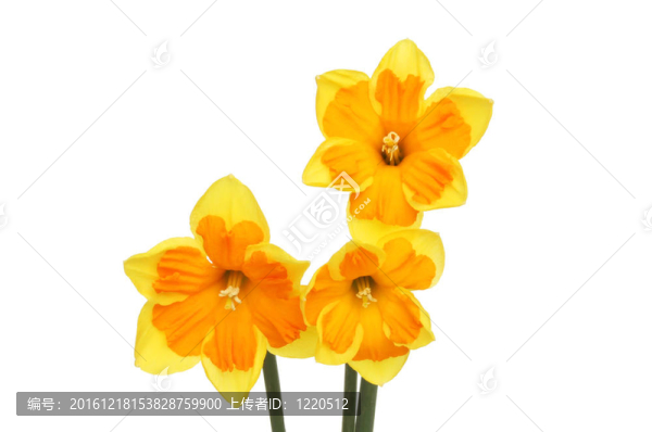 橙色水仙花