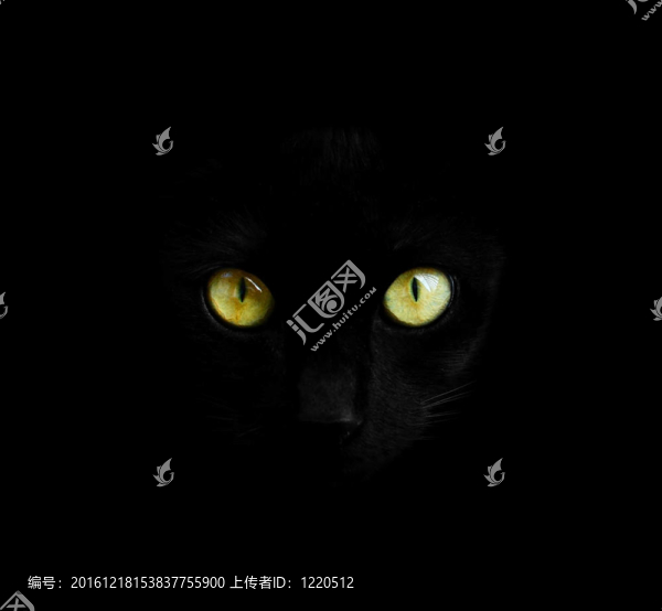 黑暗中的黑貓