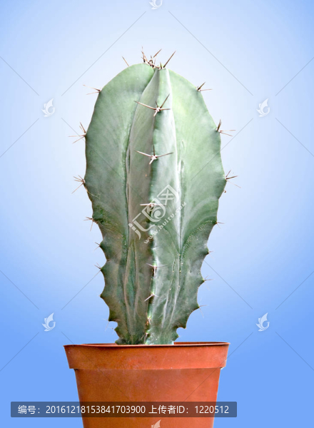 花盆中的仙人掌
