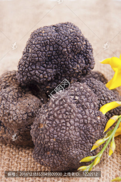 剛收獲的黑松露