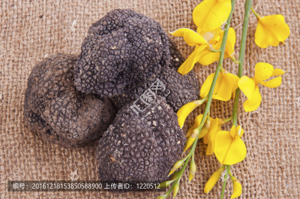 剛收獲的黑松露