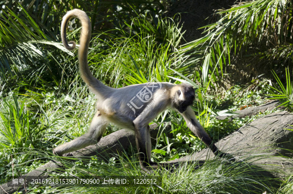 野生動物和動物-蜘蛛猴