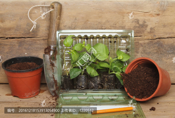 植物插件