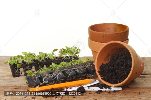 盆栽植物插件