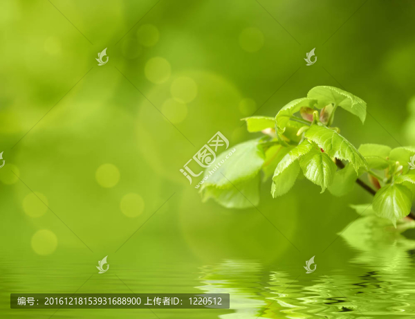 淺綠色的春天refflection焦點和背景