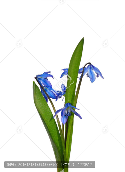 西伯利亞蝦蛄（Scilla,sibirica）