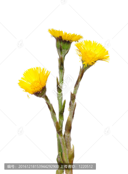 Coltsfoot（Tussilago,farfara）