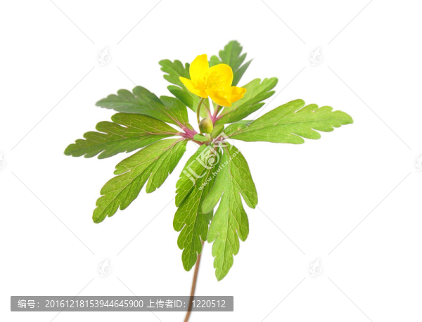 黃色銀蓮花（Anemone毛茛）