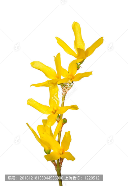 連翹花