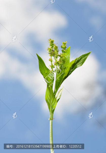 狗的汞（Mercurialis多年生）