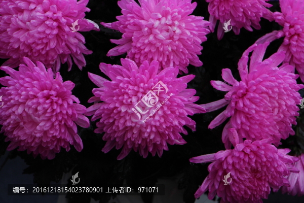 彩色菊花