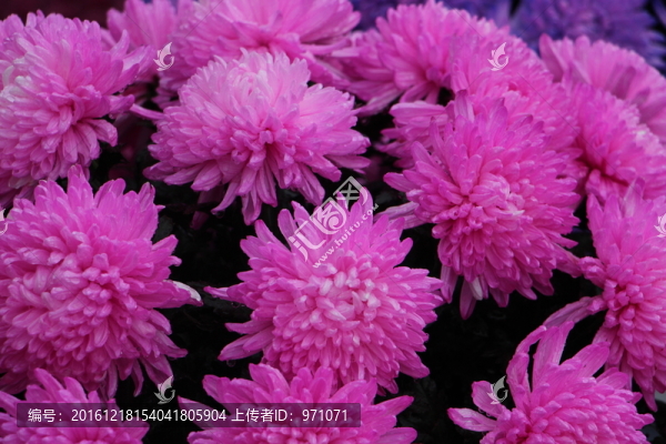 彩色菊花