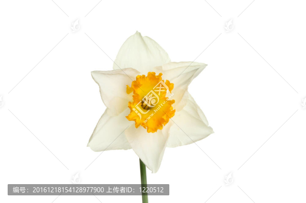 白水仙