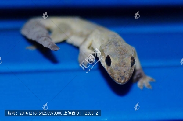 死的壁虎
