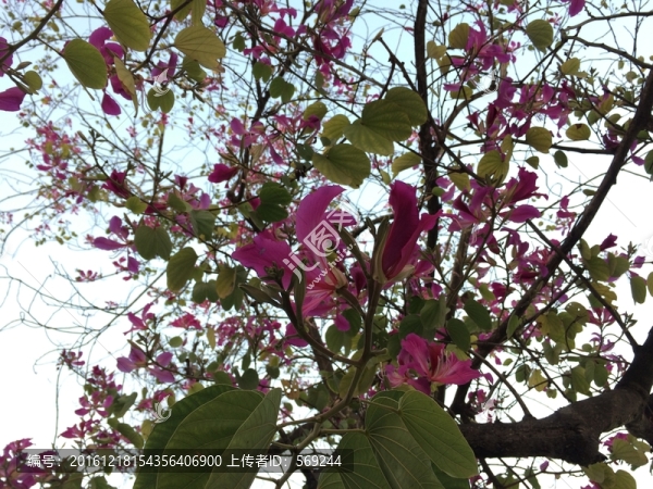 紫荊花