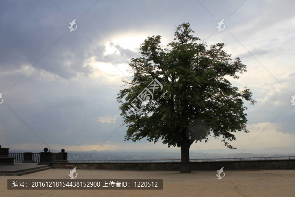 晚上的樹(shù)