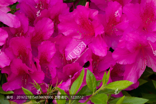粉紅色的杜鵑花