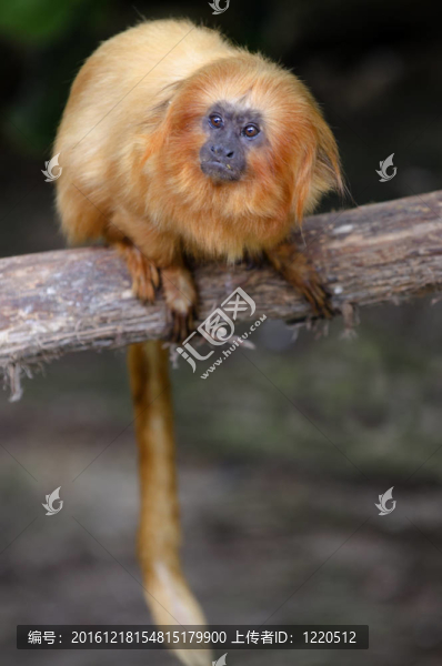 野生植物和動物-金獅絹毛猴
