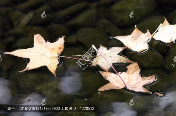 四季-秋