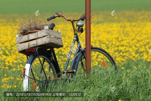 農(nóng)村的自行車(chē)