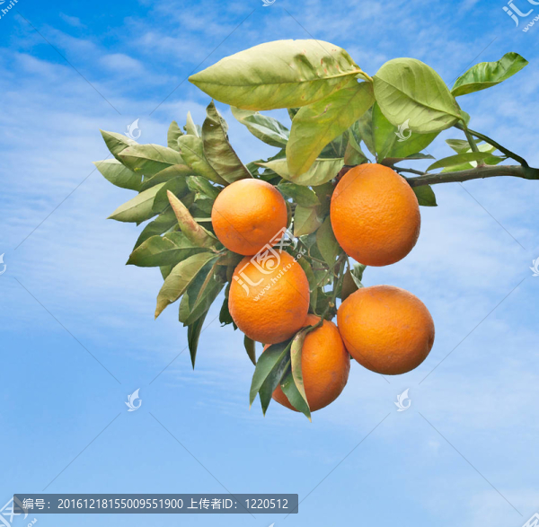 橘子樹