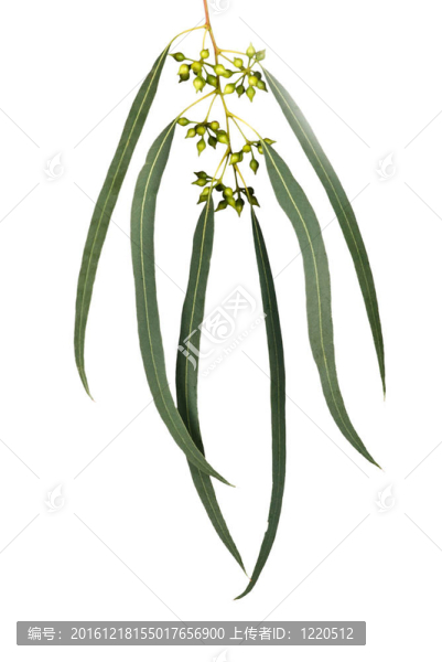 桉樹枝