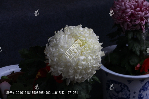 白菊花