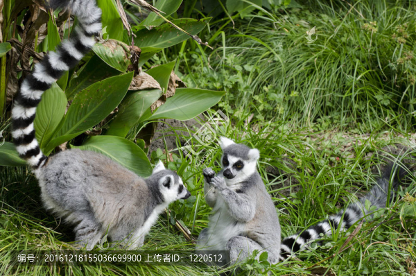 野生動物和動物狐猴