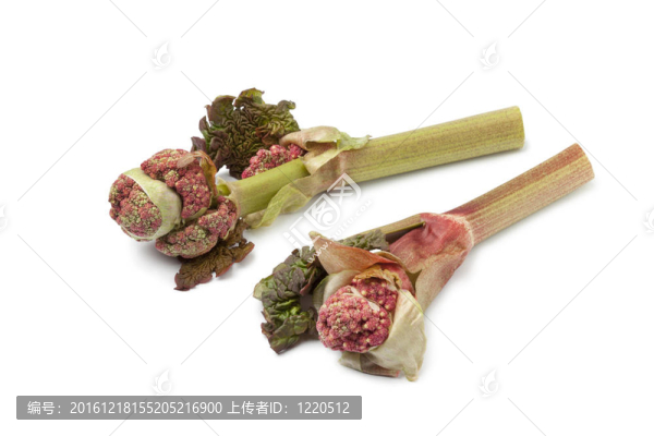兩鮮大黃花