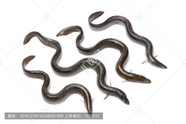 新的歐洲鰻鱺