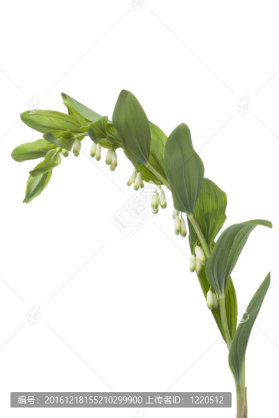 新鮮盛開的所羅門王的S,-密封