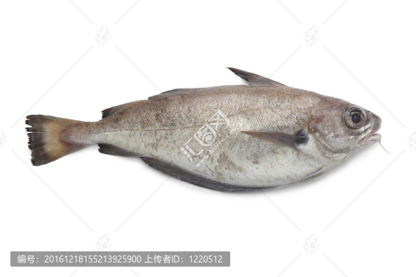 單食噘嘴鱈魚(yú)