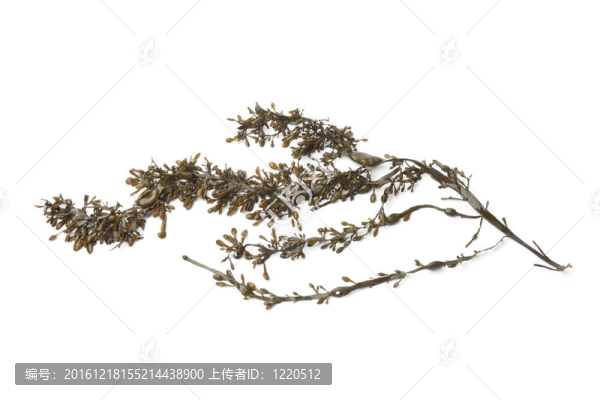 普通海藻科