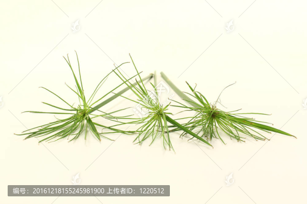 紙莎草紙