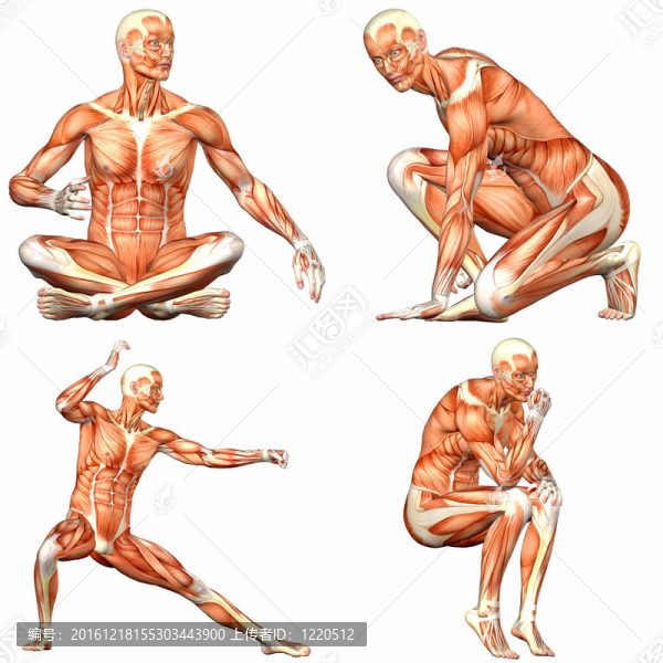 男性人體解剖包3of3