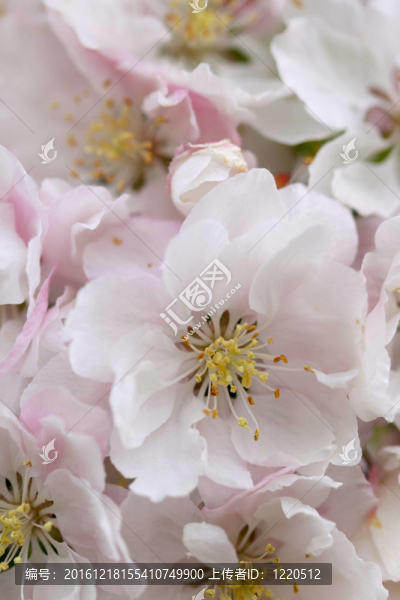 春天開花